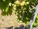Kékfrankos, Cabernet és Turán borszőlő eladó