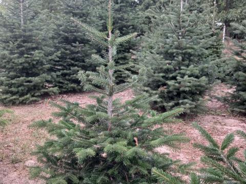 Normandfenyő, nordmann, fenyőfa, karácsonyfa, abies nordmanniana Normandfenyő, nordmann, fenyőfa, karácsonyfa, abies nordmanniana