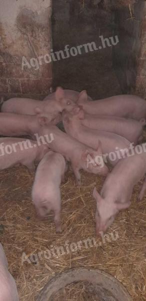 Valasztási malacok eladó