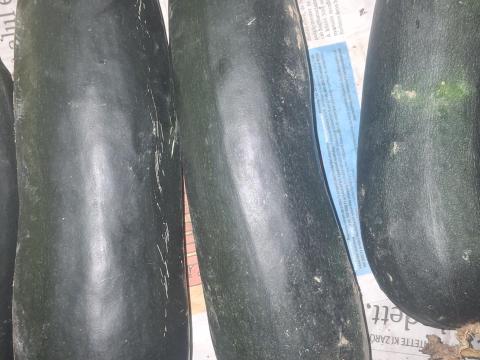 Eladó saját kertből származó, szép méretű, sötétzöld cukkini Eladó saját kertből származó, szép méretű, sötétzöld cukkini