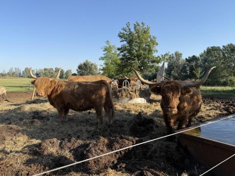 Skót felföldi vemhes tehén eladó Skót felföldi vemhes tehén eladó
