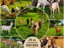 Eladó kecskék – Komárom-Esztergom megye