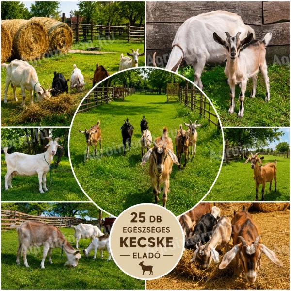 Eladó kecskék – Komárom-Esztergom megye