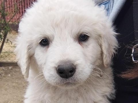 Kuvasz kölyökkutya Kuvasz kölyökkutya