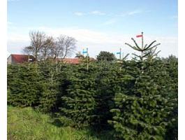 Jelölhető Normand fenyő. nordmann fenyő,  lucfenyő,  ezüstfenyő,  luc,  fenyőfa,  karácsonyfa