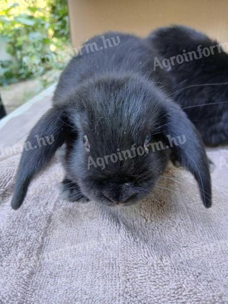 Kossoru logó fülű törpe nyuszi
