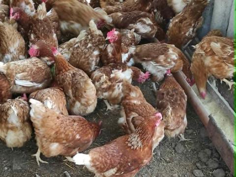 Tojó tyúkok egészségws gondozót állatok Tojó tyúkok egészségws gondozót állatok