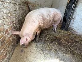Topigs Tn 70 vemhes koca agustus 5 elléssel akciosan eladó.