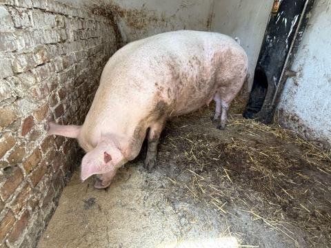 Topigs Tn 70 vemhes koca agustus 5 elléssel akciosan eladó.