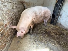 Topigs Tn 70 vemhes koca agustus 5 elléssel akciosan eladó.