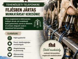 Fejni tudó embert keresek tehenédzeti telepre