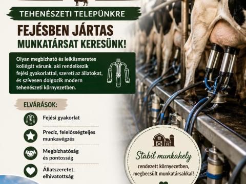 Fejni tudó embert keresek tehenédzeti telepre