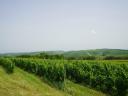 Szekszárdi borvidéken 5,7 ha szőlőültetvény eladó