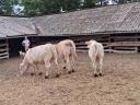 Charolais üsző borjak