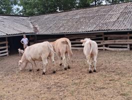 Charolais üsző borjak