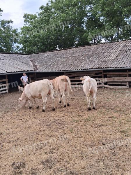 Charolais üsző borjak