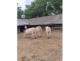Charolais üsző borjak