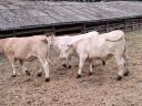Charolais üsző borjak