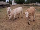 Charolais üsző borjak
