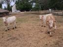 Charolais üsző borjak