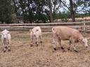 Charolais üsző borjak