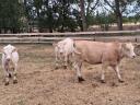 Charolais üsző borjak