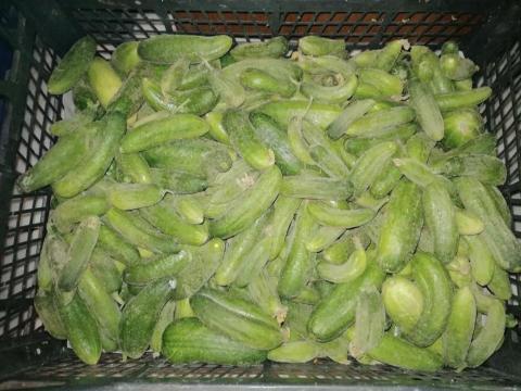 Friss, napi szedésű házi csemegeuborka kilós áron, kistermelőtől! (3–6 cm)