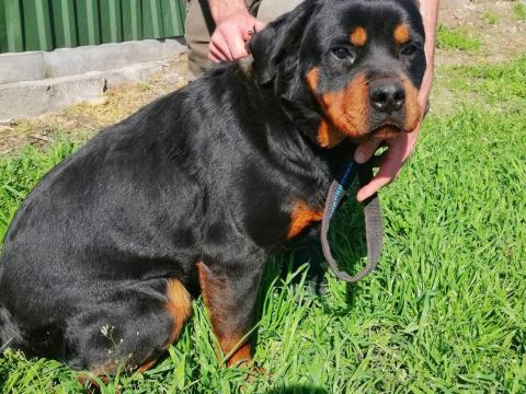 Ingyen elvihető rottweiler jellegű kutya Ingyen elvihető rottweiler jellegű kutya