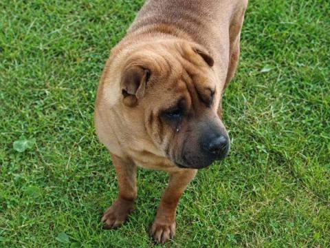 Ingyen elvihetô sharpei jellegű kutya Ingyen elvihetô sharpei jellegű kutya
