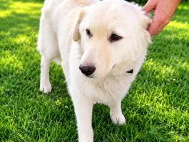 Ingyen elvihetô kuvasz jellegű kutya