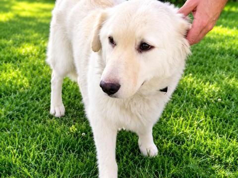 Ingyen elvihetô kuvasz jellegű kutya Ingyen elvihetô kuvasz jellegű kutya