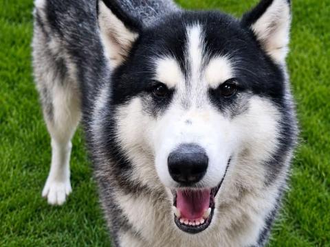 Ingyen elvihetô husky jellegű kutya Ingyen elvihetô husky jellegű kutya