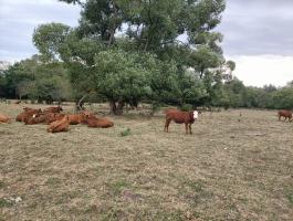 Aberdeen angus
