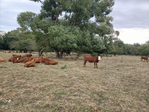 Aberdeen angus