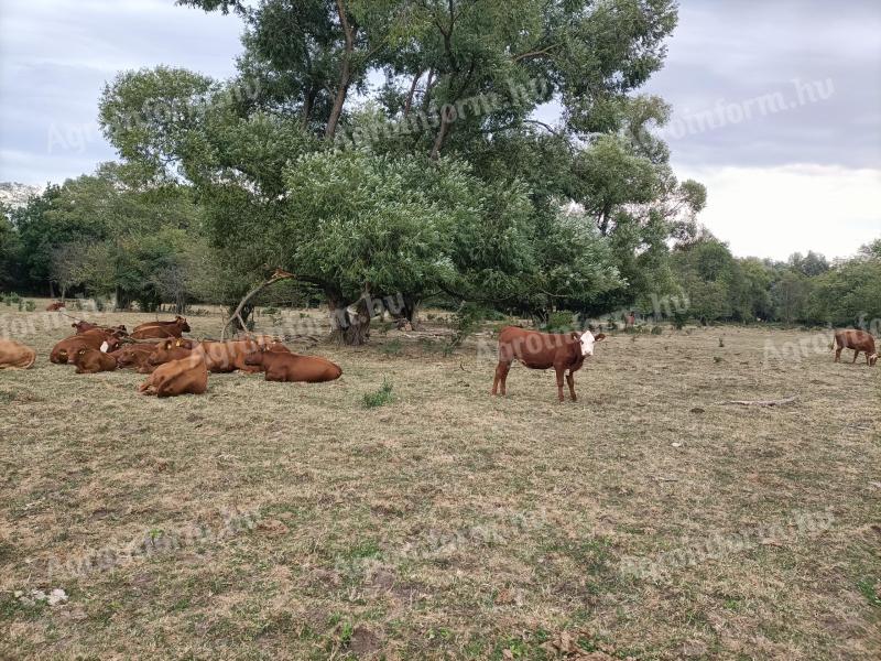 Aberdeen angus
