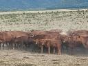 Aberdeen angus