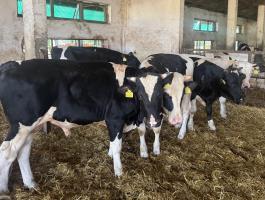 Eladó 12 db HF bika borjú