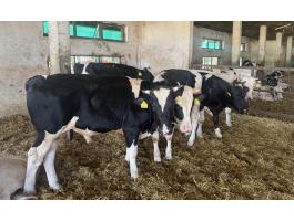 Eladó 12 db HF bika borjú