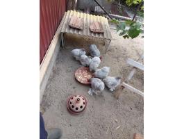 Gyönyörű törpe cochin csapat (1 kakas + 4 jérce) – gyöngyszürke