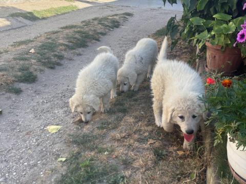 Kuvasz kiskutyák