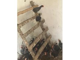 Elado őshonos kendermagos kakasok