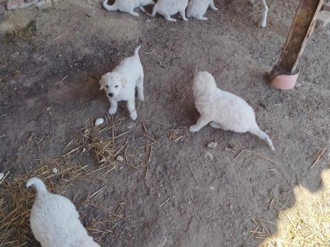 Kuvasz kölykök gazdit keresnek
