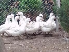 Pecsenyekacsa eladó