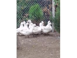 Pecsenyekacsa eladó