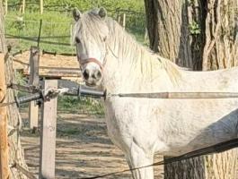Csinos póni, jól kijön a gyerekekkel, alkalmas képzésre, herélt ló
