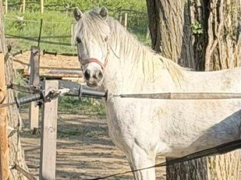 Csinos póni, jól kijön a gyerekekkel, alkalmas képzésre, herélt ló