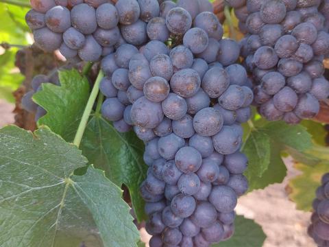 Cserszegi fűszeres, Pinot Noir, Szürkebarát szőlő eladó Cserszegi fűszeres, Pinot Noir, Szürkebarát szőlő eladó