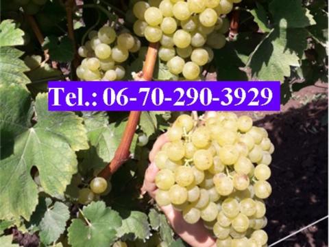 Irsai Olivér, Cserszegi fűszeres, Pinot noir szőlő eladó