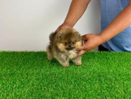 Törzskönyves Pomerániai törpespitz Pomi kiskutya