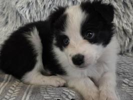 Border Collie fajtatiszta kiskutyák eladók
